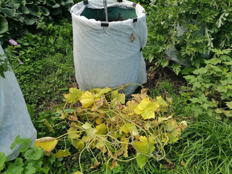 ��� �� ������: ��� ���������� �� ������ �������� ����� �������� ����� ������ ������