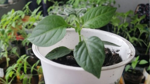 ��� ��������� ������� ����� ��� ��������� �� 45 ����: ����������� ������