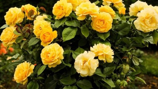 �������� ���� �� ������: ������� �������� � �������