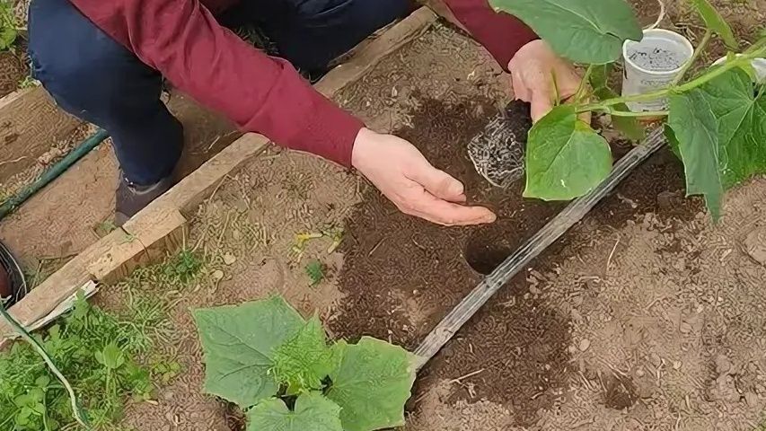 Почему ранняя высадка огурцов может обернуться провалом