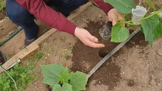 ������ ������ ������� ������� ����� ���������� ��������