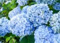 Гортензии: секреты ухода для ярких цветущих кустарников