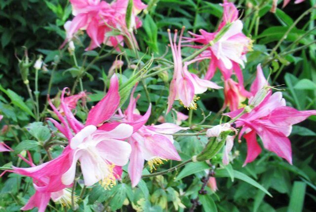 ��� ��������� ��������� �� �����: ��������� ����������� ��� ��������������