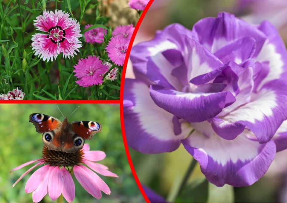 ������ ��� ������� ����: ��� ������ ����� ����� ��� � ������