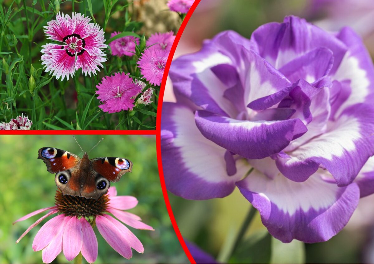 Семена для зимнего сада: как начать новый сезон уже в ноябре