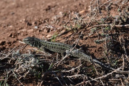 В полях Оренбургской области из спячки выходят ящерицы и принимают первые солнечные ванны :)