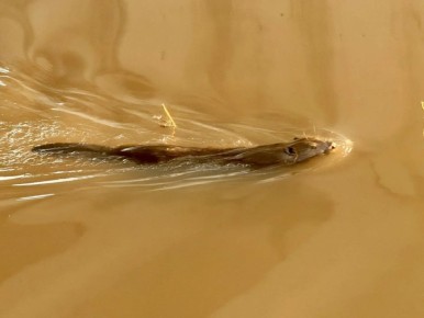 ����� �������� � ���� ����� ����������� ������