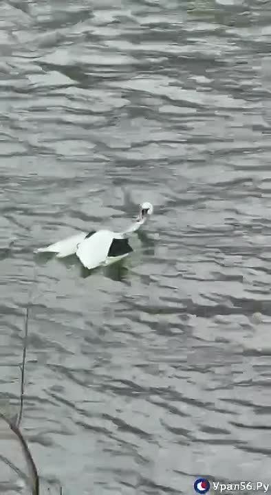 � ����� ����������� ����������� ������ �� ���� ����