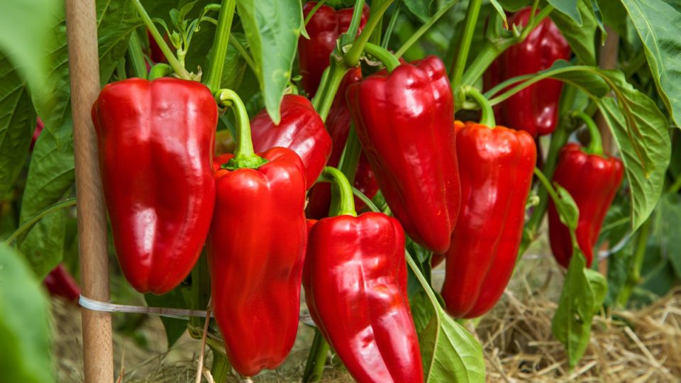 ��� ������ �������� �� ������ � ����: ������� �������� ���������