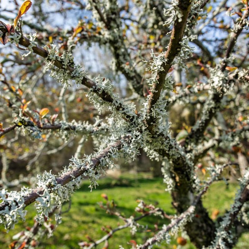 ��� �������� ����������� ����: ���������� ������ ������ � �����������