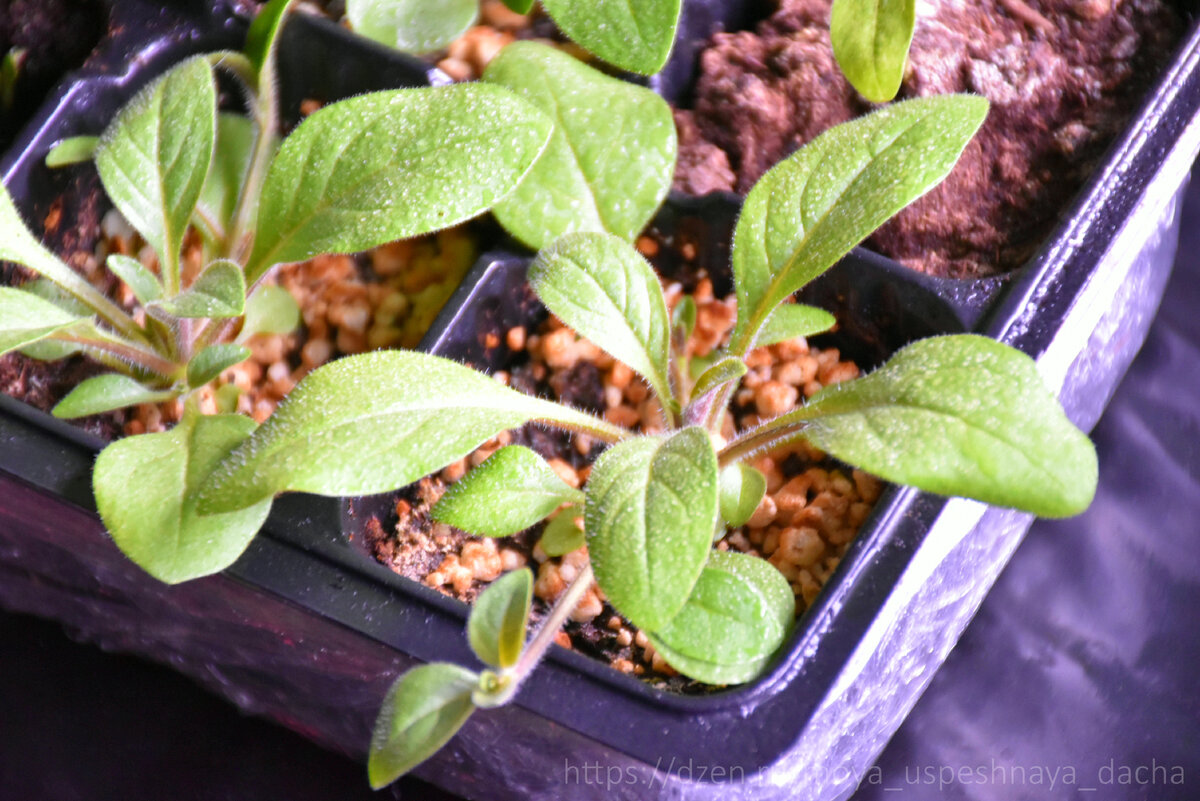 Успех рассады петунии: секреты правильной подкормки