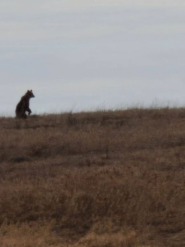 � ������������ ������� ���������� �������