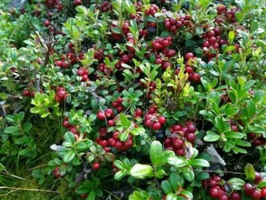 ���������� ������ �������������: ������� ����� � ������������� ���� ����������