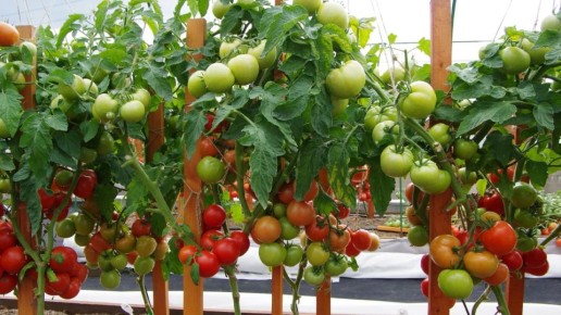 ��� �������������� ������ ������� ������: �������� ���� ���������