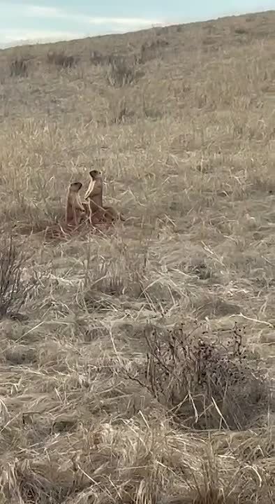 ���� ������� ������ ���� ��������� �����