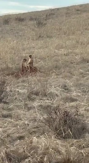 ���� ������� ������ ���� ��������� �����