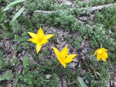 � ������ ����� �������� ������� ����������