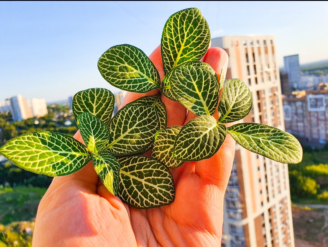 Необычный способ укоренения для красивых растений, который стоит попробовать