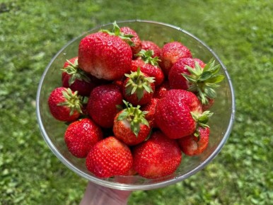 Уход за клубникой в конце лета