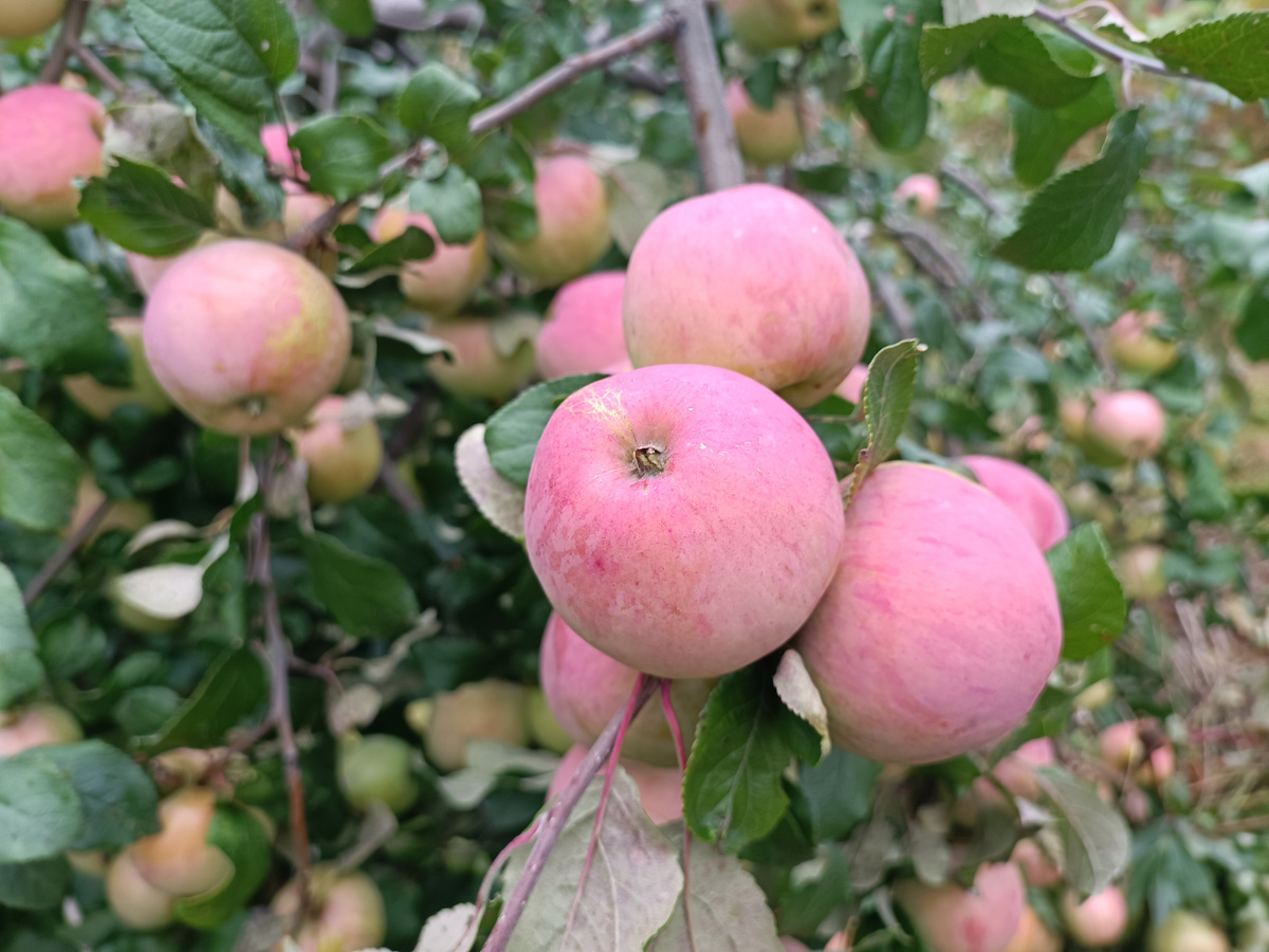Яблочное повидло: секреты приготовления от агронома