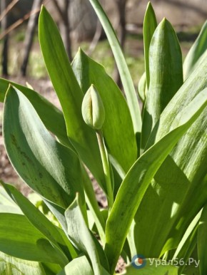 ������� ���� ������. ����� �������� �������, ������ ����������� ���������� ��������� � �� ���� ���������� ������