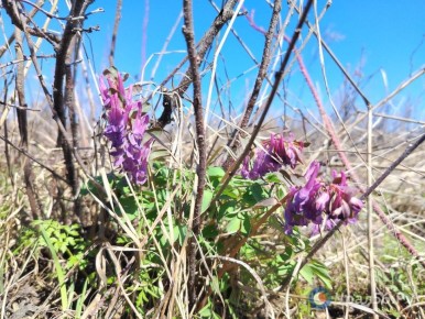 � ������������ ������� �������������� �����