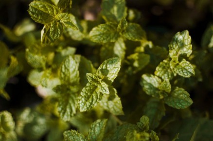 ������������ ������������: ����, �������� � ���� ������� � ������������