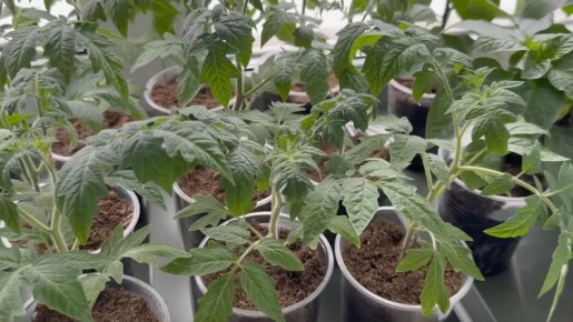 Топ-3 ошибки в поливе рассады: как избежать смерти томатов и добиться крепкого урожая