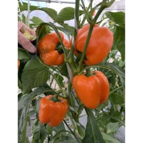 ����� ����� ������: �������� ����� ������ � ���� ������