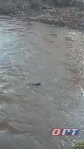 ����� �������� �� ����� �������� � ����������� ��������