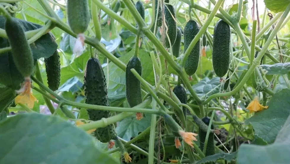 Огурцы в открытом грунте: простые секреты для обильного урожая