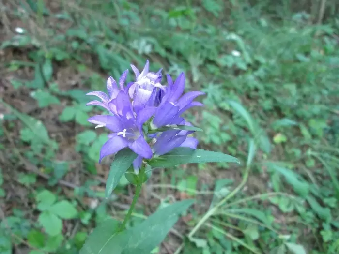 Очарование лугов: волшебный мир колокольчиков