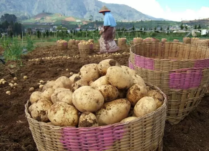 Как обеспечить картофель идеальные условия хранения до весны