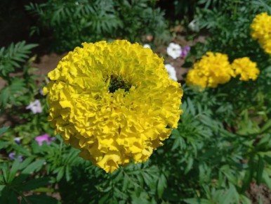 Яркое сияние: бархатцы 'Лимонный гигант' в вашем саду