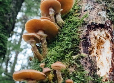 Осень на кухне: вкусные рецепты с грибами, которые согреют душу