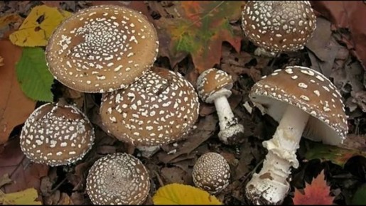 Опасные грибы России: что стоит оставить в лесу