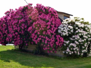 Кустарники с многократным цветением