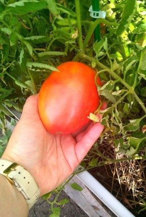 Завершение летнего сезона: наслаждайтесь витаминами с салатом "Витаминный"