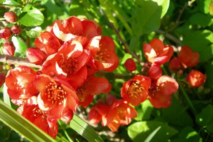 Что за чудо-хеномелес: Как сделать вкусные заготовки из его плодов