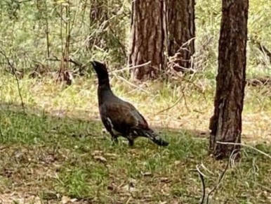 Глухариный ток смогли снять инспекторы Бузулукского бора