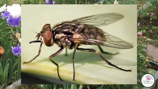 ��� �������� ����� �� ������: ������ �� ������ � ���� � ���������