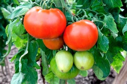 ����� �������: ��������� ����� ��� ������� ���������� � 2025 ����