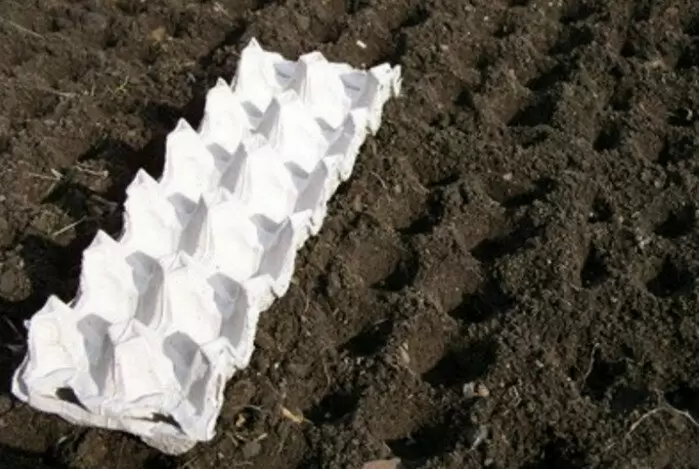 Как правильно посадить морковь: белорусские секреты на вашем участке