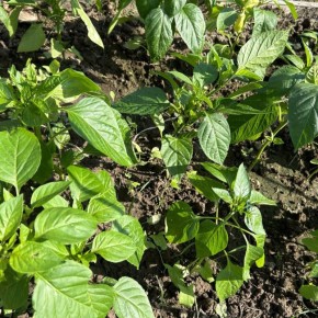 Овощи, вдохновленные змеями: как символ удачи может изменить ваш огород в 2025 году