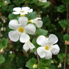 ������ ������ � ������ ������� ��� ������ ��������� ������