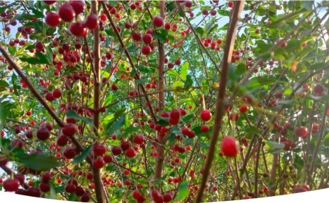 ����������� ������� ��������� �����: ������ ������