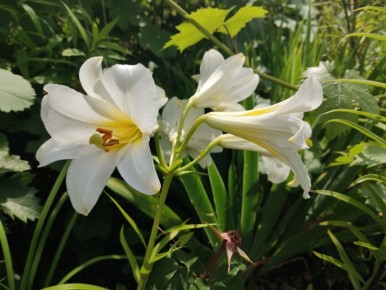 Как неожиданная находка в саду подарила новую красоту