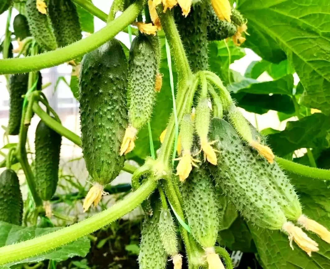 Эффективные подкормки для огурцов: простые рецепты и важные советы