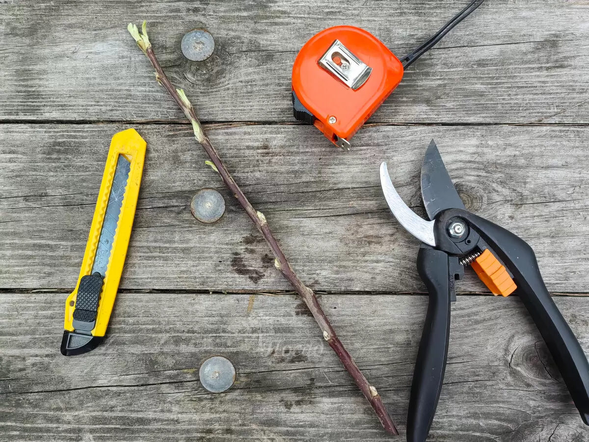 Три распространенные ошибки при посадке яблони, которые можем избежать