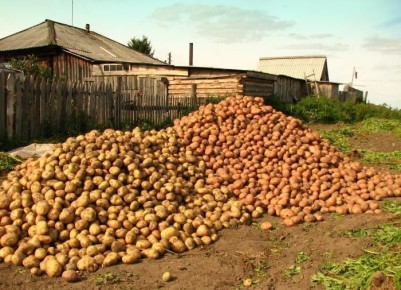 Когда пора убирать картошку: нюансы, о которых важно знать